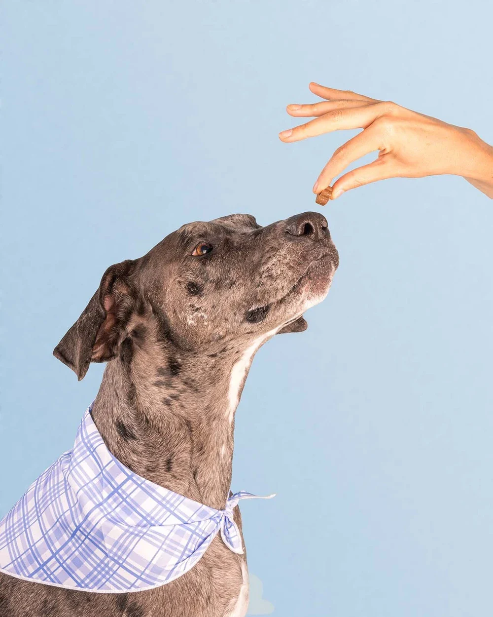 Dog is Human multivitamin jar