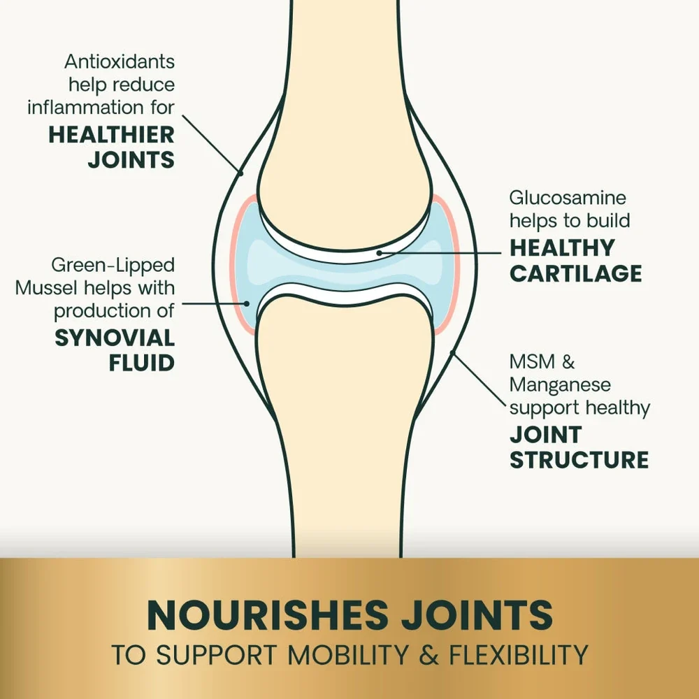 Joint Anatomy Diagram