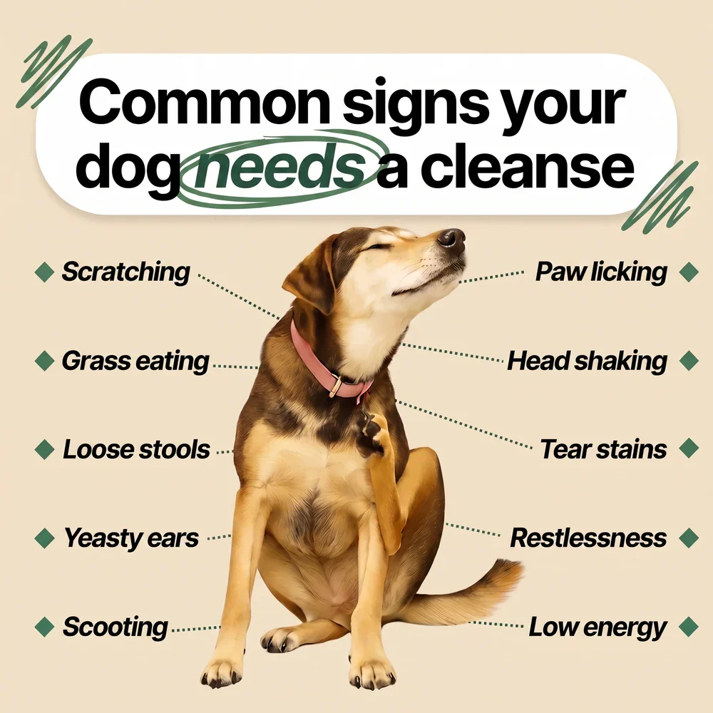 Dog scratching